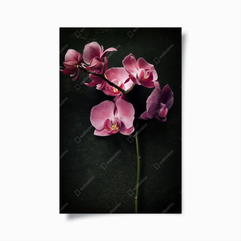 Poster orchidea rosa su sfondo vintage scuro