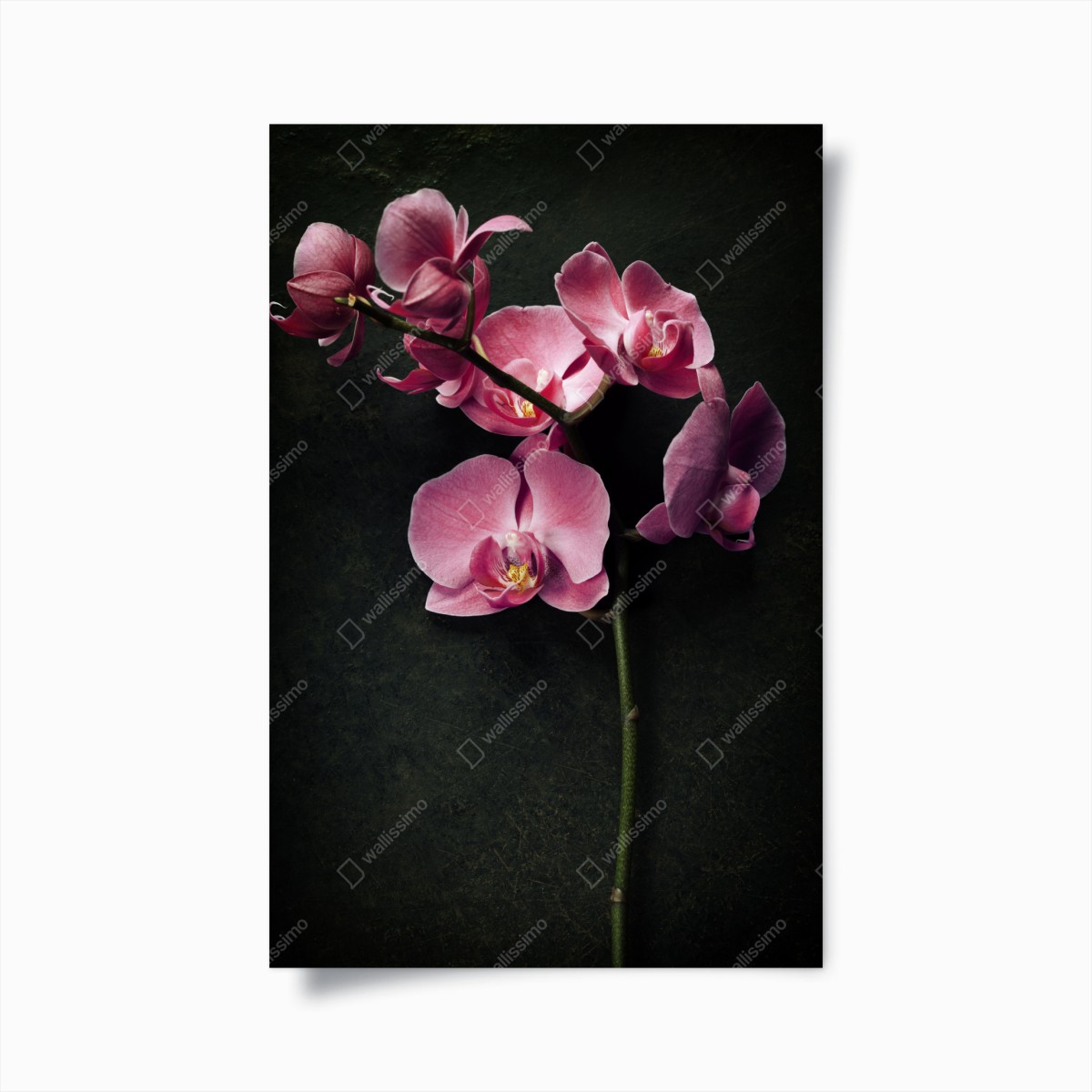 Poster orchidea rosa su sfondo vintage scuro • Wallissimo®