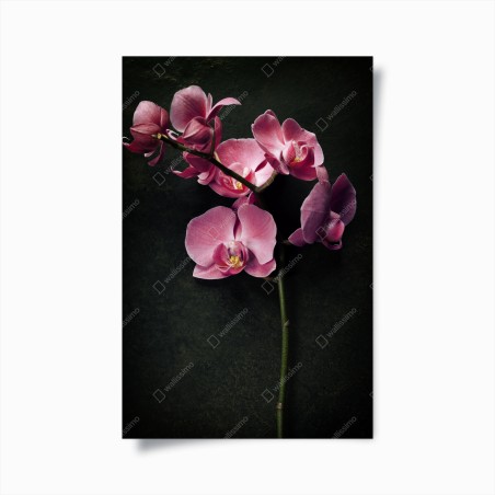 Poster orchidea rosa su sfondo vintage scuro • Wallissimo®