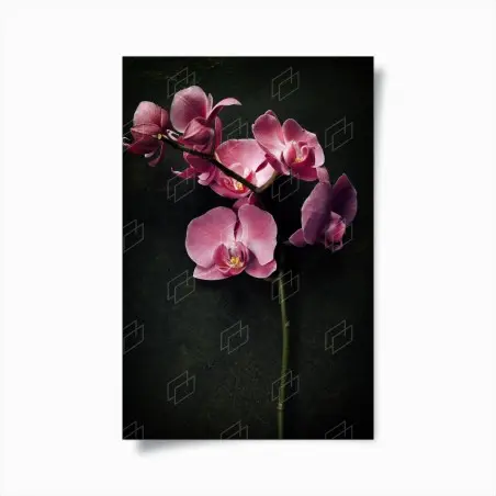 Poster orchidea rosa su sfondo vintage scuro • Wallissimo®