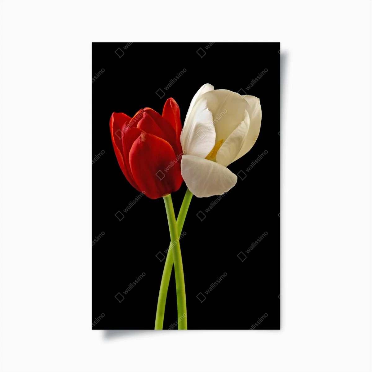 Poster duetto di tulipani rossi e bianchi • Wallissimo® Poster duetto di tulipani rossi e bianchi • Wallissimo®