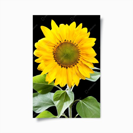 Poster girasole dorato su sfondo nero • Wallissimo®