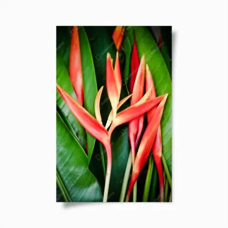 Poster vibrazioni tropicali: fiori rossi su foglie verdi • Wallissimo®