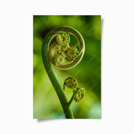 Poster spirale di felce: dettaglio naturale • Wallissimo®