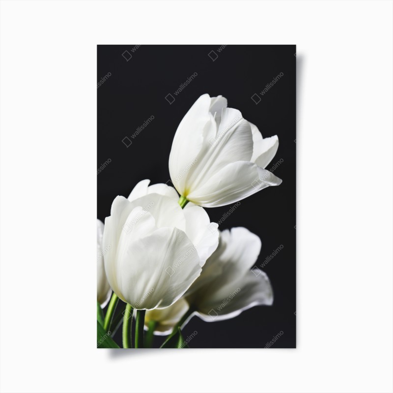 Poster tulipani bianchi su sfondo scuro