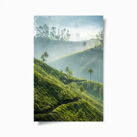 Poster paesaggio verde delle piantagioni di tè a Munnar • Wallissimo®