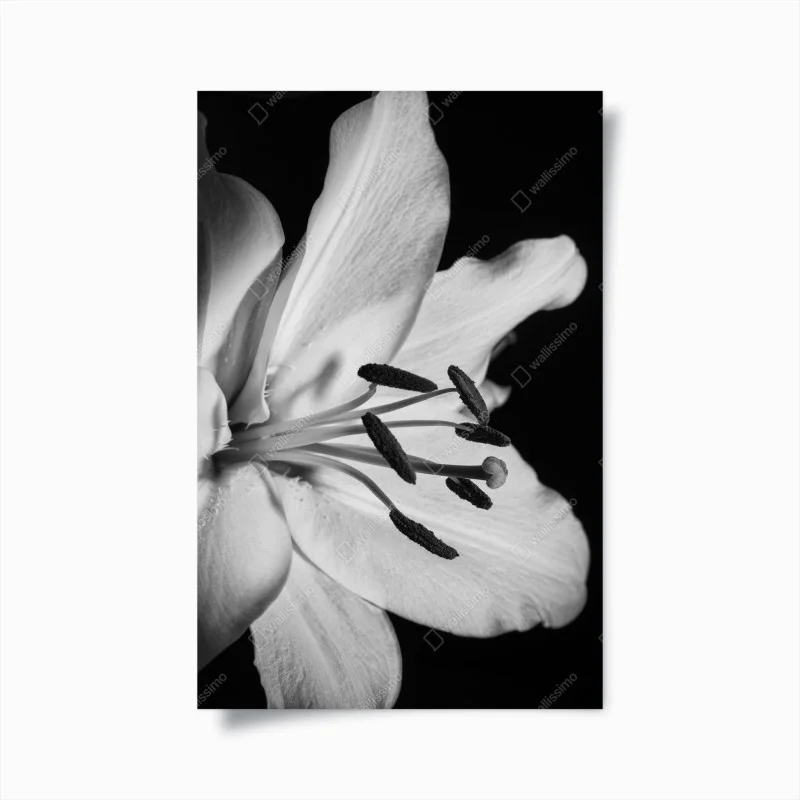 Poster eleganza floreale in bianco e nero