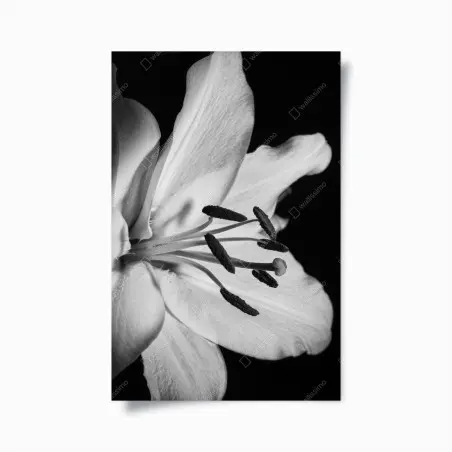 Poster eleganza floreale in bianco e nero • Wallissimo®