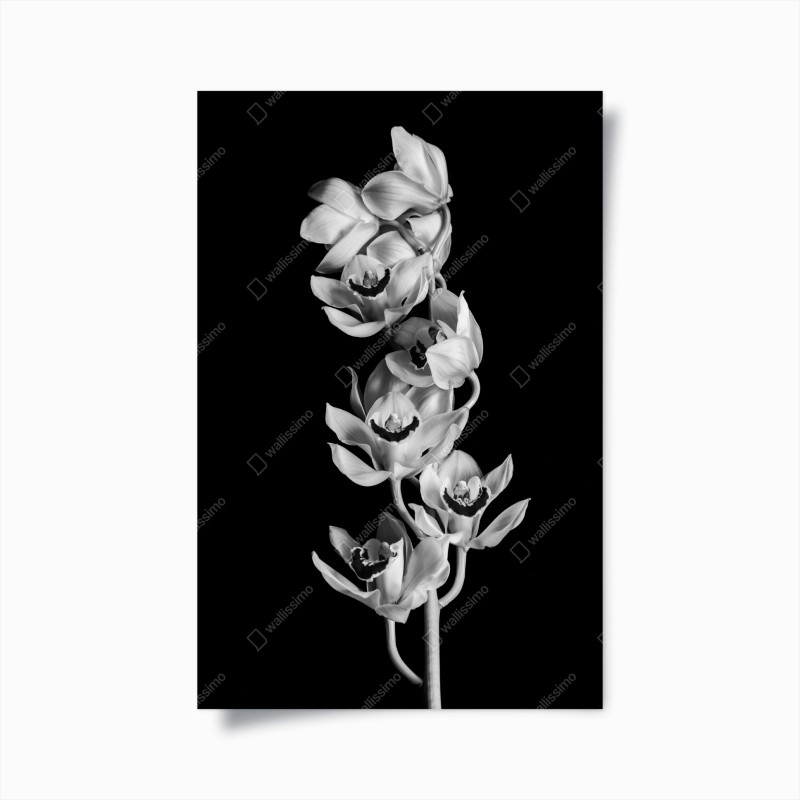 Poster eleganza di orchidee in bianco e nero