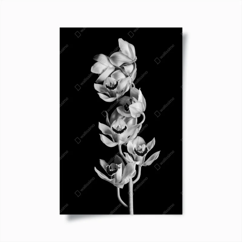 Poster eleganza di orchidee in bianco e nero