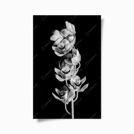 Poster eleganza di orchidee in bianco e nero • Wallissimo®