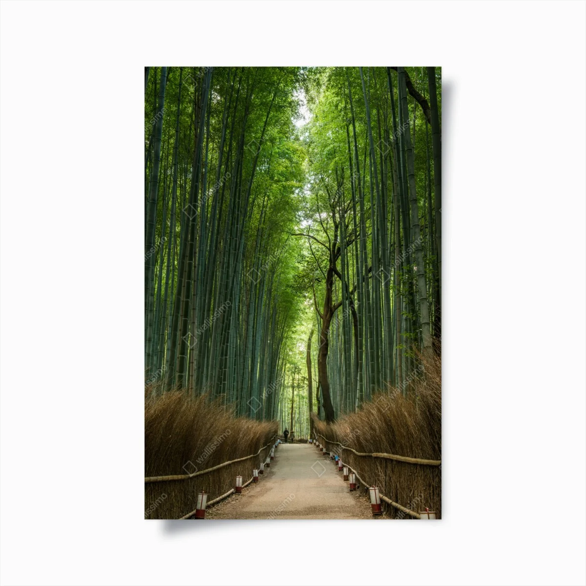 Poster sentiero nella foresta di bambù • Wallissimo® Poster sentiero nella foresta di bambù • Wallissimo®