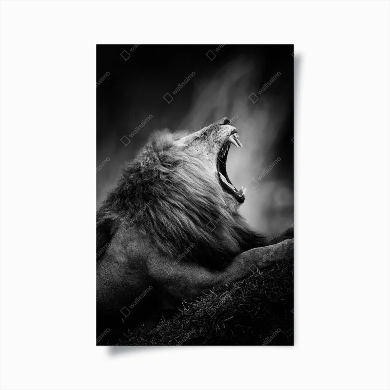 Poster leone maestoso in bianco e nero
