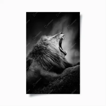 Poster leone maestoso in bianco e nero • Wallissimo®
