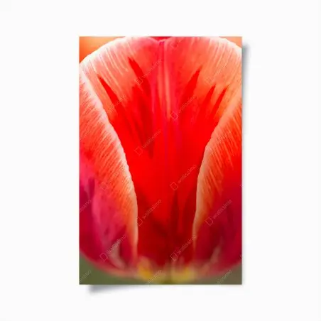Poster petali di tulipano in primo piano • Wallissimo®