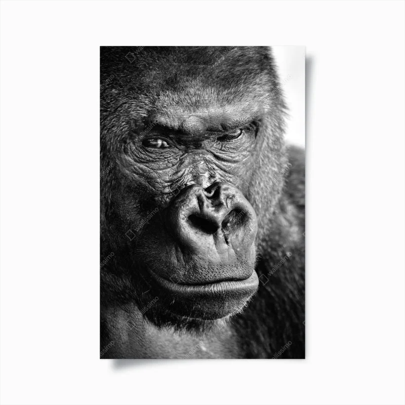 Poster ritratto intenso di gorilla in bianco e nero