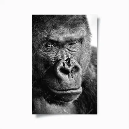 Poster ritratto intenso di gorilla in bianco e nero • Wallissimo®
