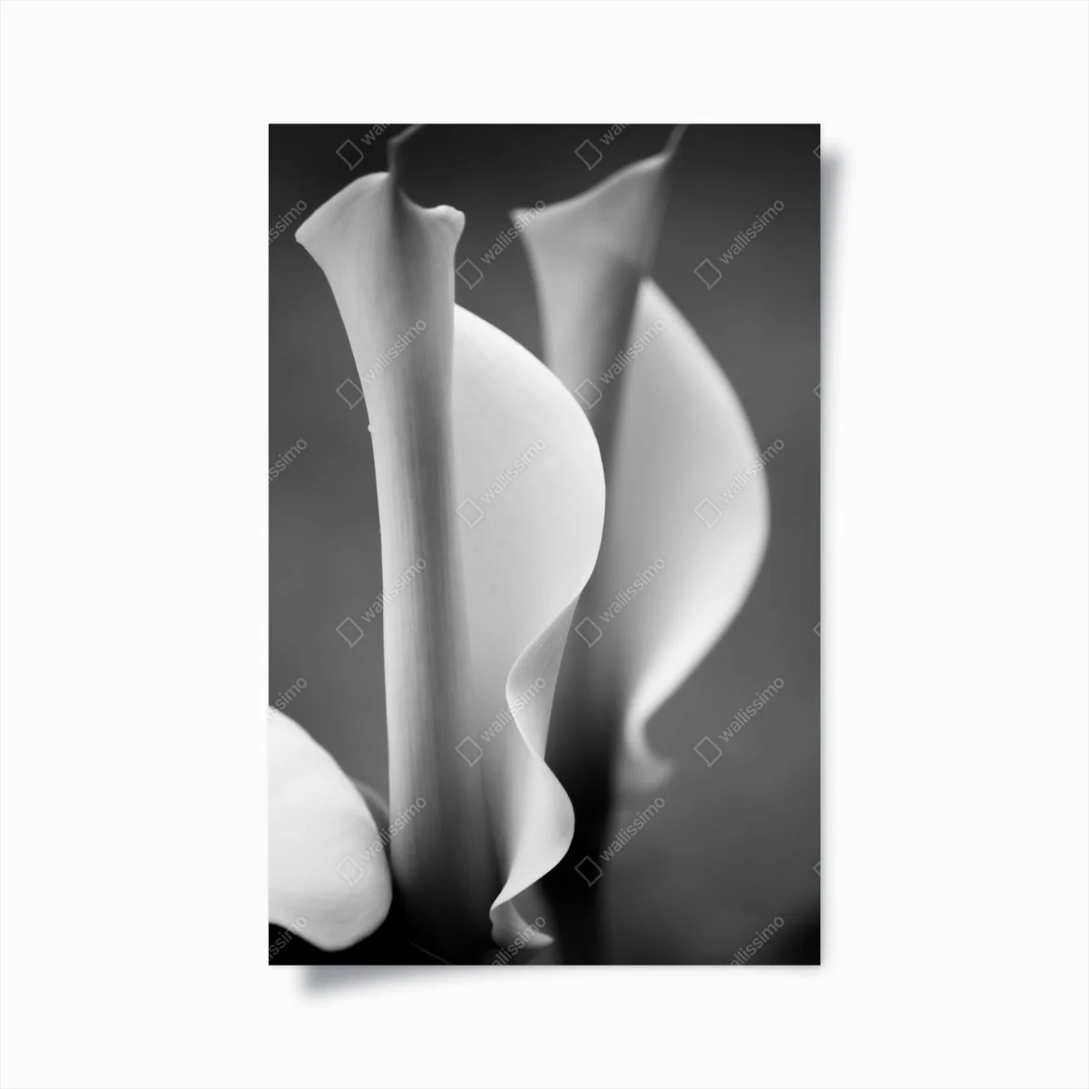 Poster calla in movimento in bianco e nero • Wallissimo® Poster calla in movimento in bianco e nero • Wallissimo®
