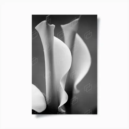 Poster calla in movimento in bianco e nero • Wallissimo®