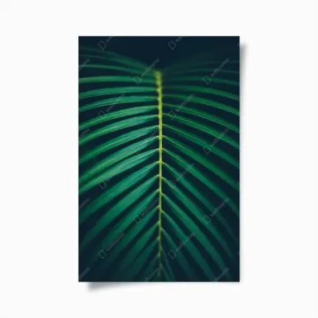 Poster foglia di palma tropicale in dettaglio • Wallissimo®