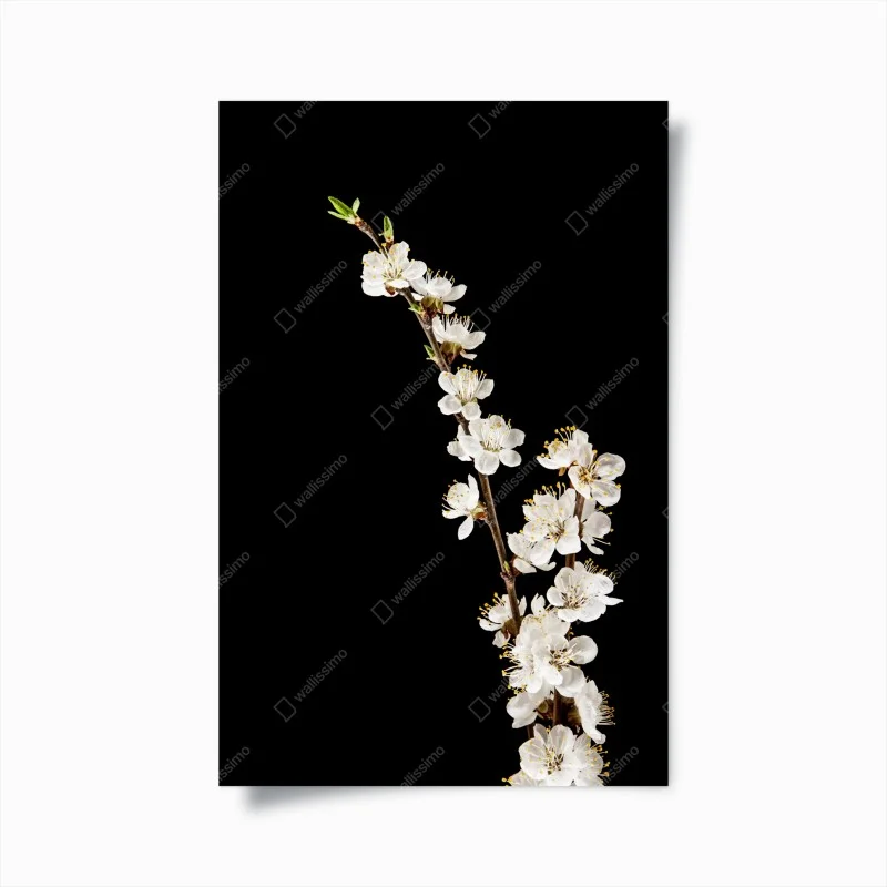 Poster ramo di albicocco in fiore su sfondo nero