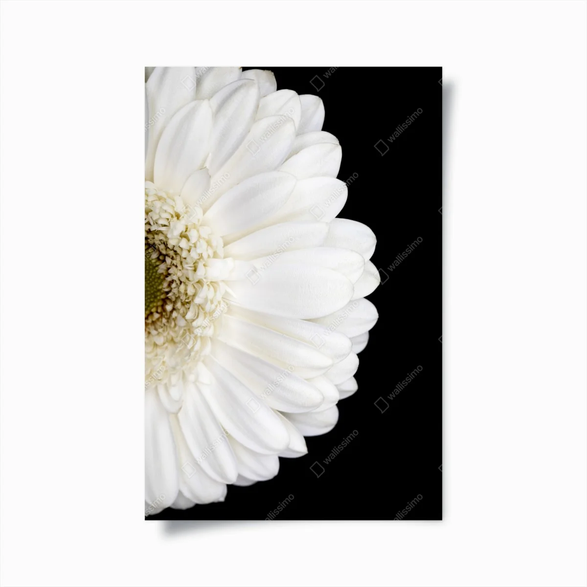 Poster gerbera bianca su sfondo nero • Wallissimo® Poster gerbera bianca su sfondo nero • Wallissimo®