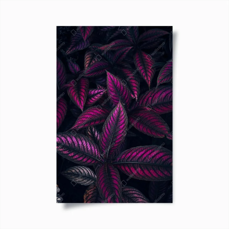 Poster motivo botanico con foglie magenta