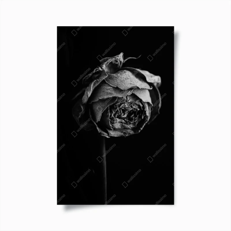 Poster rosa appassita in bianco e nero