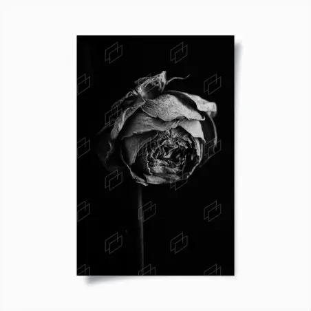 Poster rosa appassita in bianco e nero • Wallissimo®