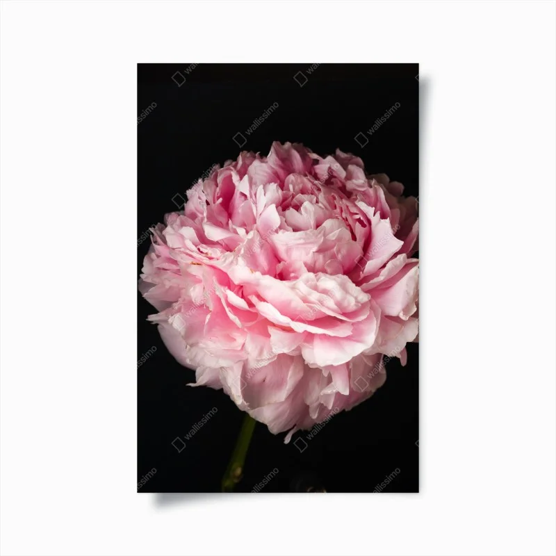 Poster peonia rosa in primo piano su sfondo nero