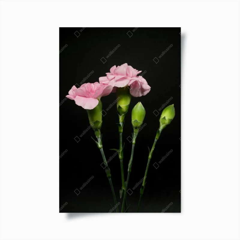 Poster garofani rosa su sfondo nero