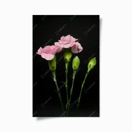 Poster garofani rosa su sfondo nero • Wallissimo®