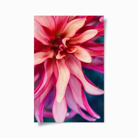 Poster petali in rosa: dettaglio floreale astratto • Wallissimo®