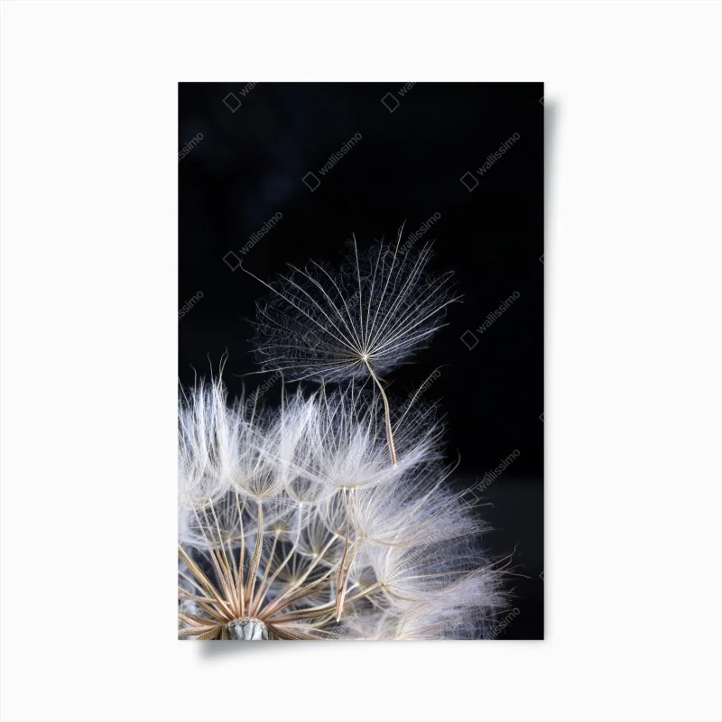 Poster soffione sospeso su sfondo nero