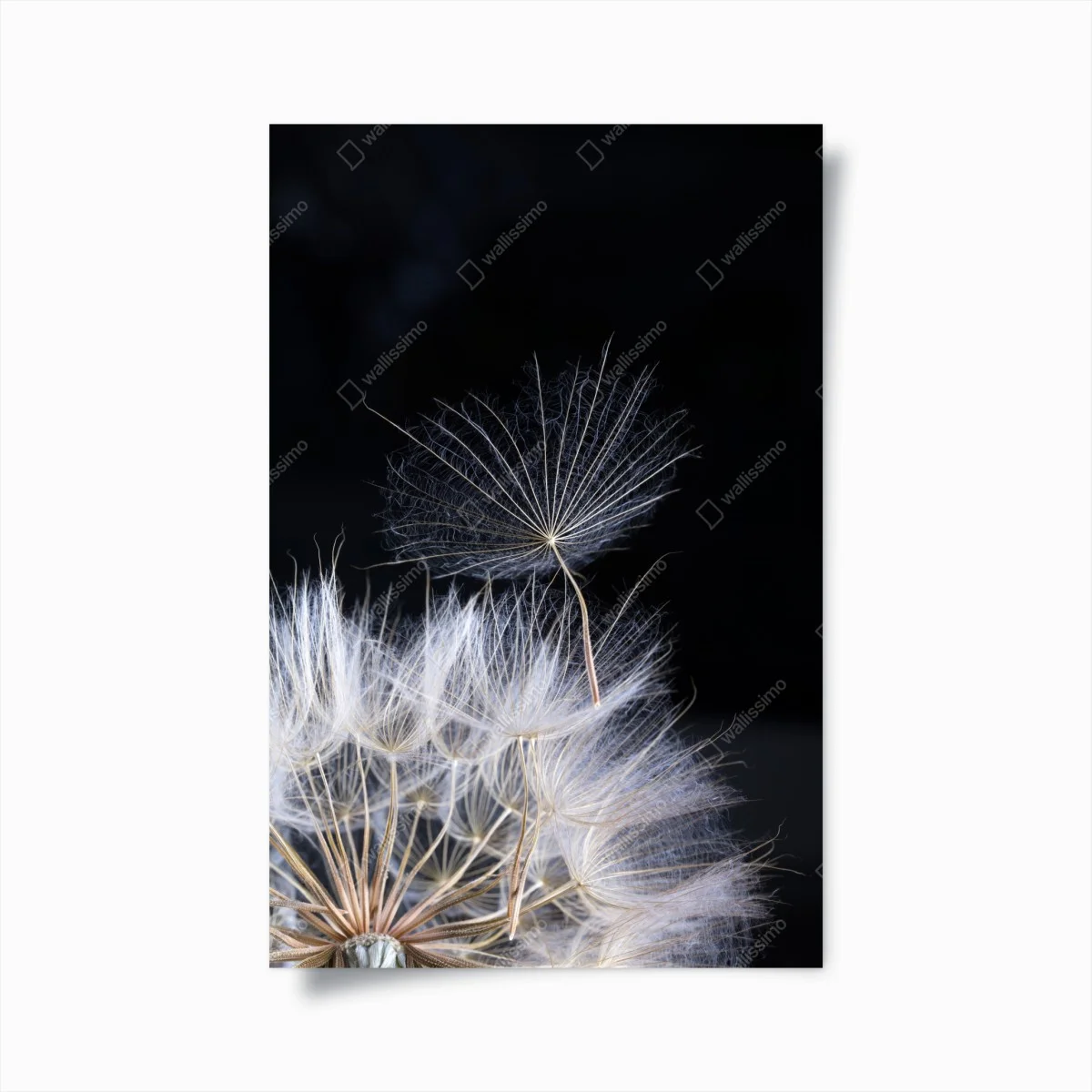 Poster soffione sospeso su sfondo nero • Wallissimo® Poster soffione sospeso su sfondo nero • Wallissimo®