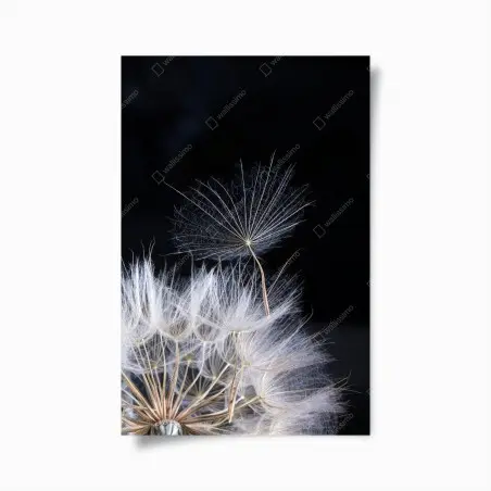 Poster soffione sospeso su sfondo nero • Wallissimo®