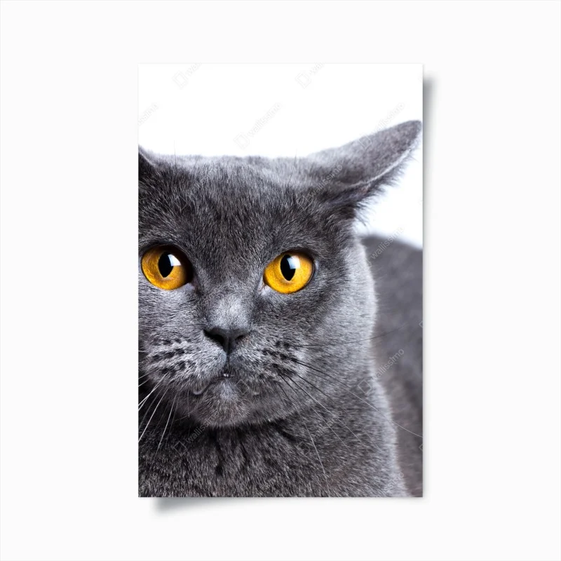 Poster sguardo dorato del gatto grigio