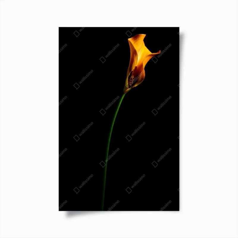 Poster calla arancione su sfondo nero