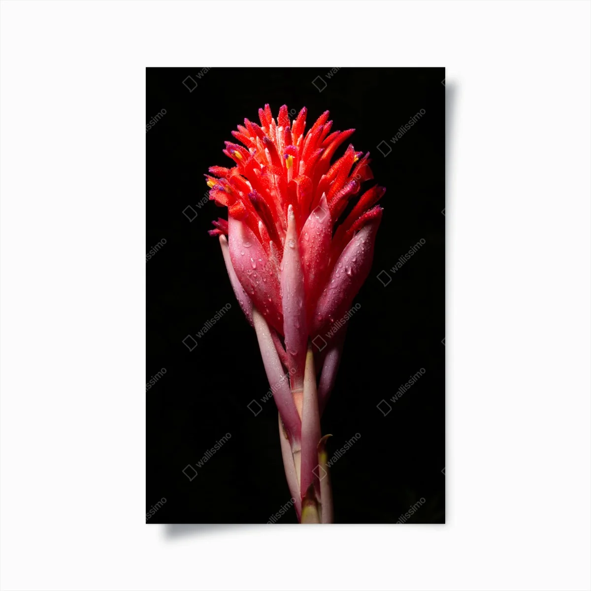 Poster fioritura tropicale su sfondo nero • Wallissimo® Poster fioritura tropicale su sfondo nero • Wallissimo®