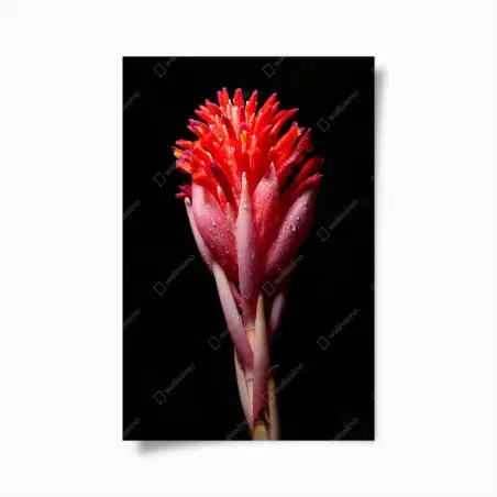 Poster fioritura tropicale su sfondo nero • Wallissimo®