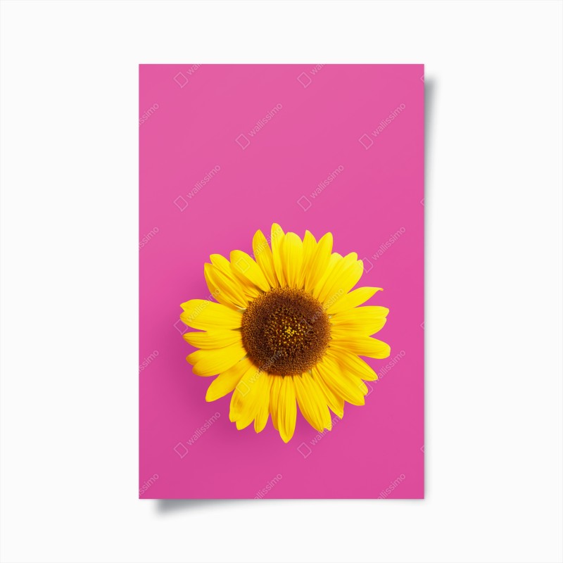Poster girasole brillante su sfondo rosa