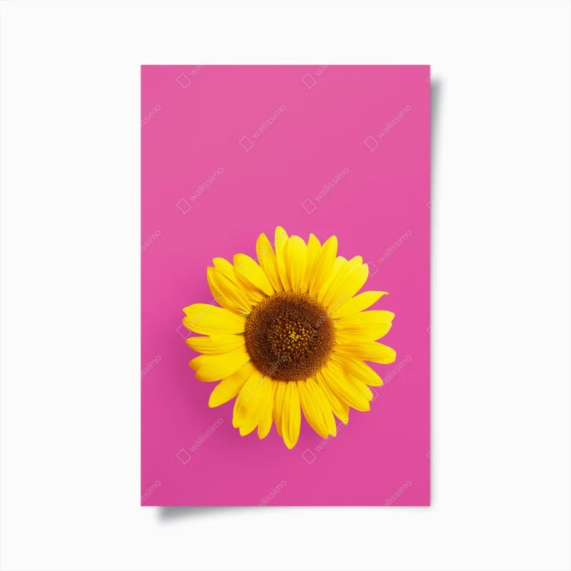 Poster girasole brillante su sfondo rosa