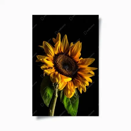 Poster girasole dorato su sfondo nero • Wallissimo®