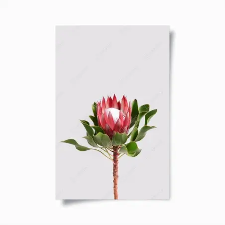 Poster protea regale su sfondo minimalista • Wallissimo®