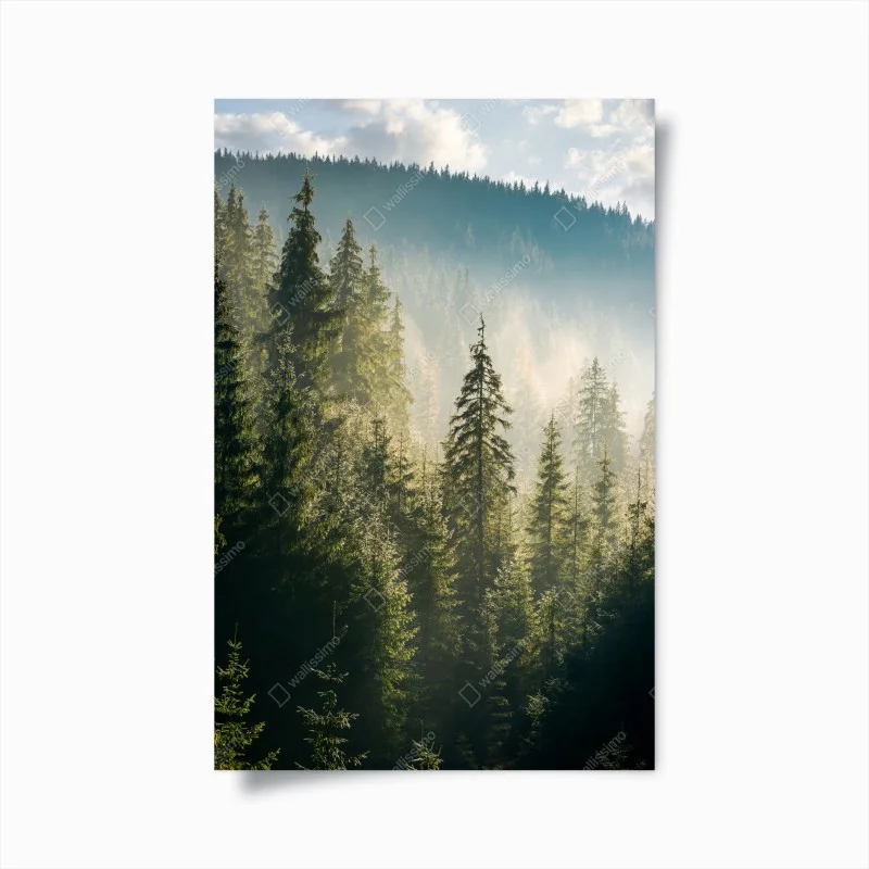 Poster foresta di abeti nella nebbia mattutina