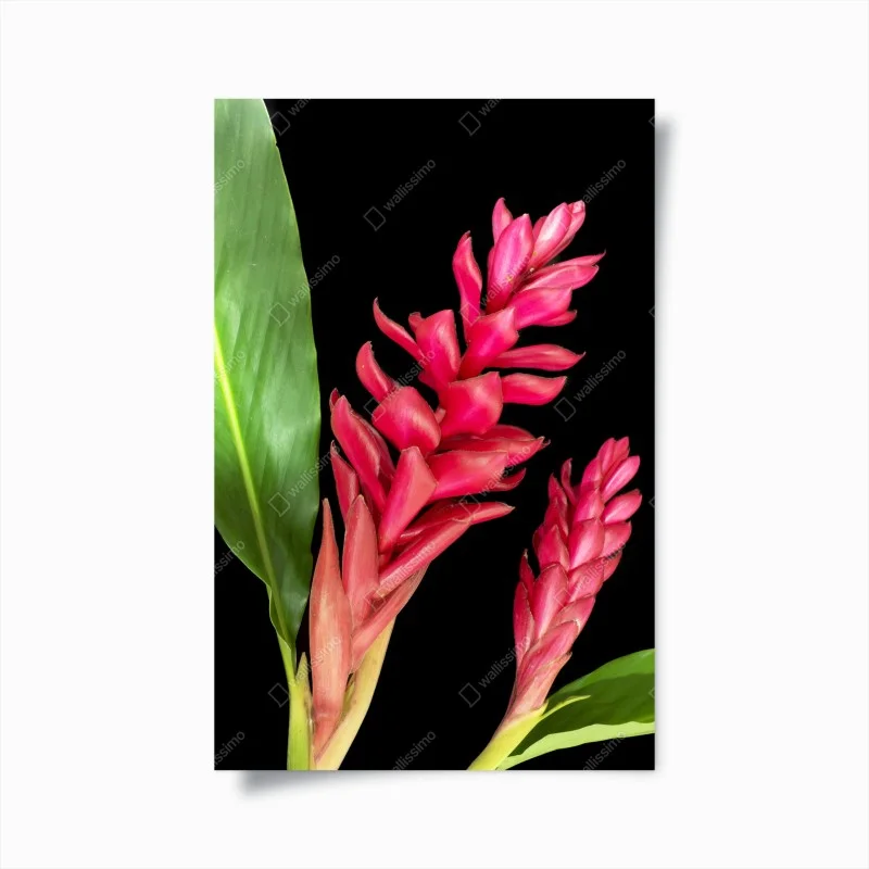 Poster fioritura tropicale rossa su sfondo nero
