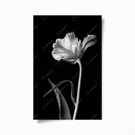Poster tulipano in bianco e nero minimalista • Wallissimo®