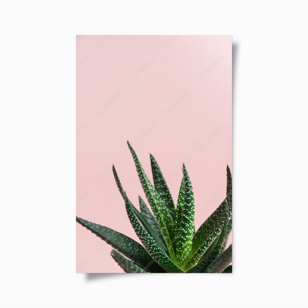Poster aloe su sfondo rosa minimalista • Wallissimo®