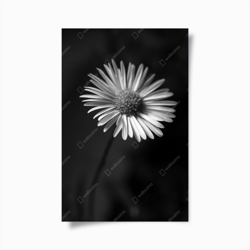 Poster margherita in bianco e nero, eleganza naturale