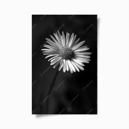 Poster margherita in bianco e nero, eleganza naturale • Wallissimo®